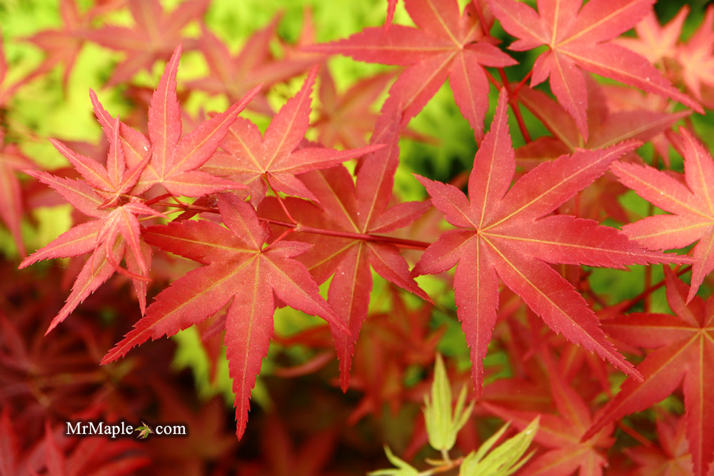 Buy Japanese Maples For Bonsai Use