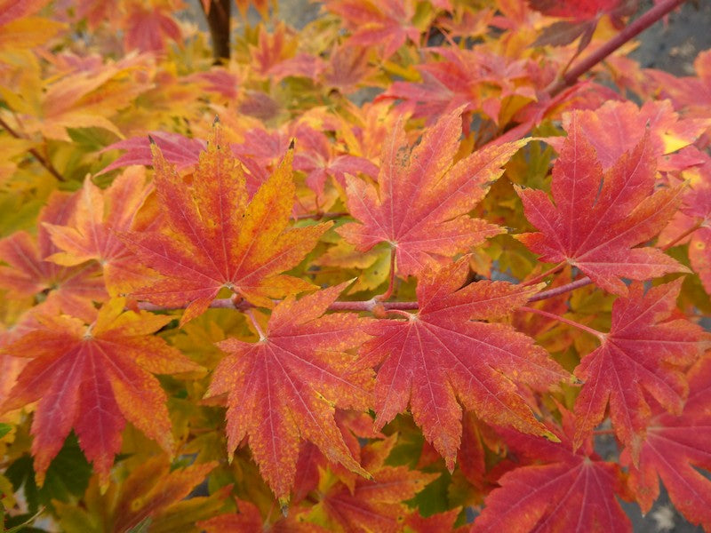 Buy Zone 4 Cold Hardy Japanese Maples