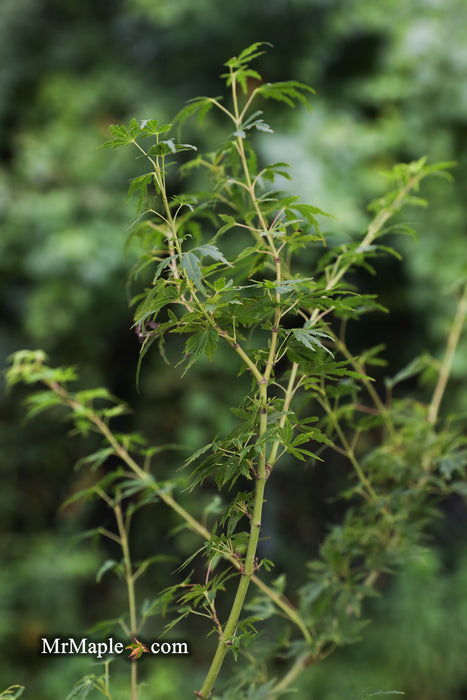 Acer palmatum 'Green Twinkles' Japanese Maple