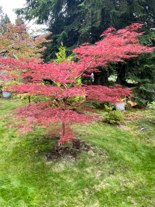 Acer palmatum 'English Lace' Japanese Maple