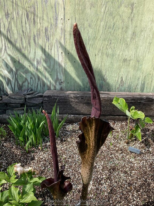 Amorphophallus konjac Voodoo Lily