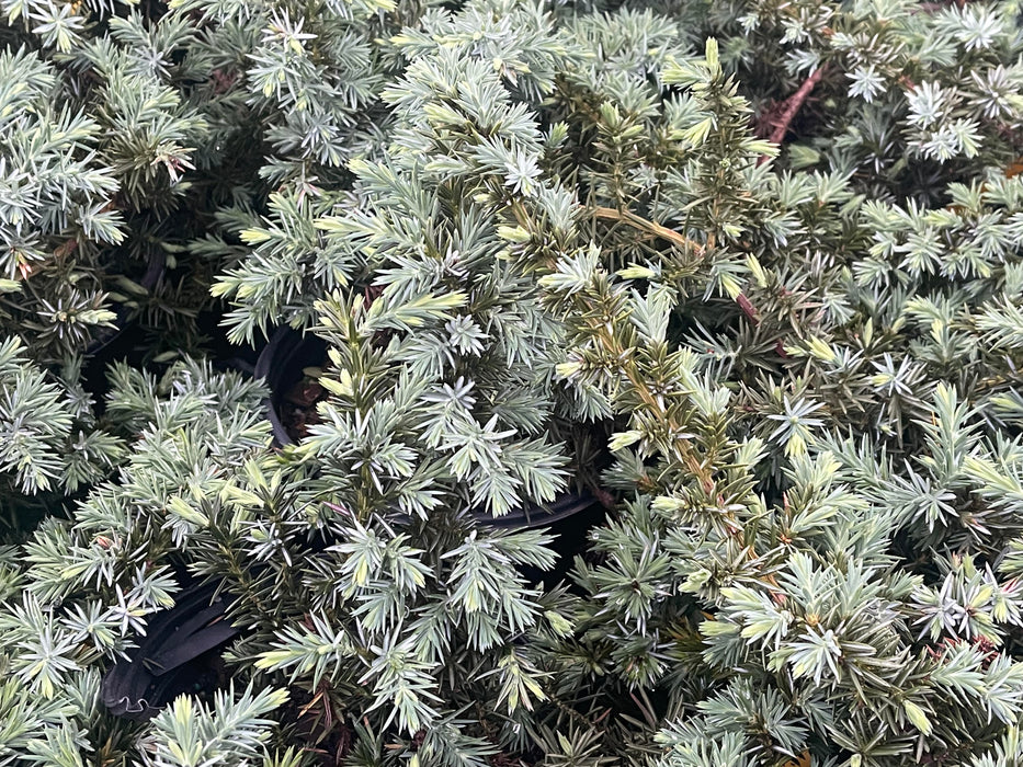 Juniperus rigida conferta 'Silver Mist' Shore Juniper