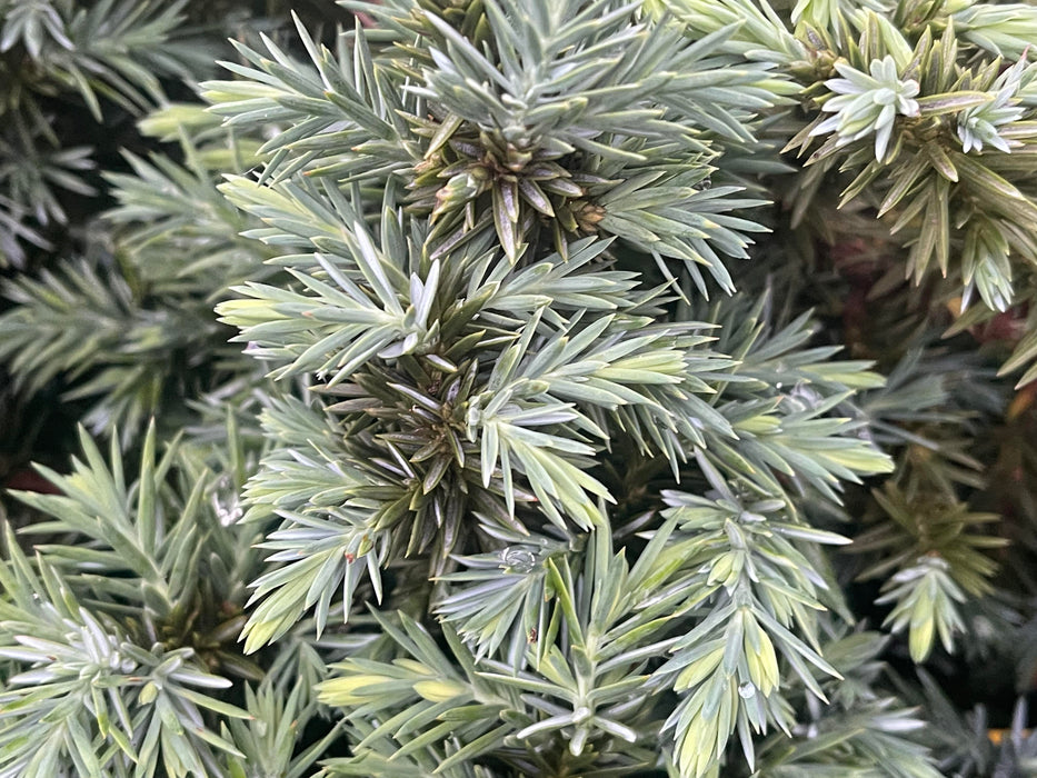 Juniperus rigida conferta 'Silver Mist' Shore Juniper