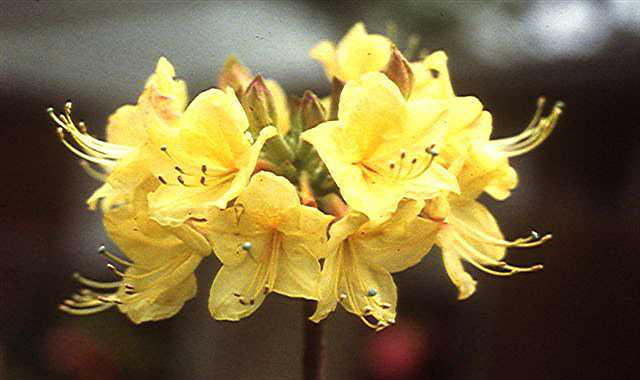 Azalea 'Canary Isles’ Yellow Aromi Hybrid Native Azalea