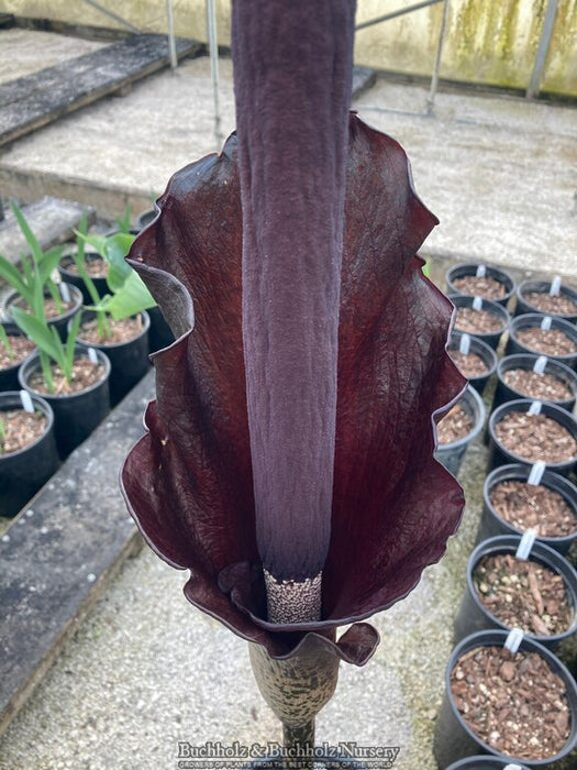 Amorphophallus konjac Voodoo Lily