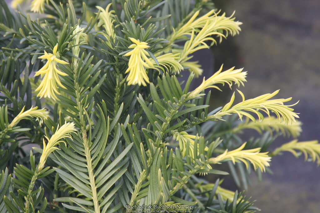 Cephalotaxus harringtonia 'Duke Gardens' Japanese Plum Yew