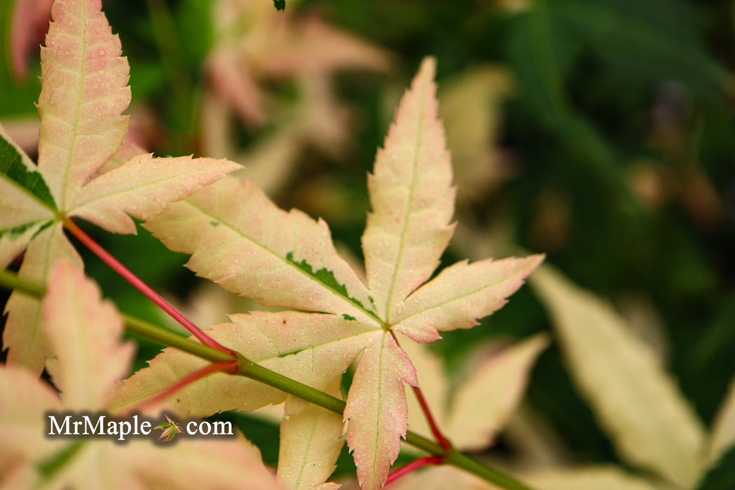 Acer palmatum 'Ilarian' Japanese Maple