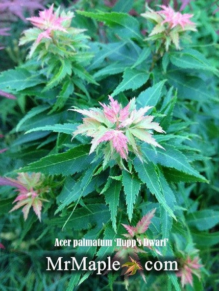 FOR PICK UP ONLY | Acer palmatum 'Hupp's Dwarf' Japanese Maple | DOES NOT SHIP