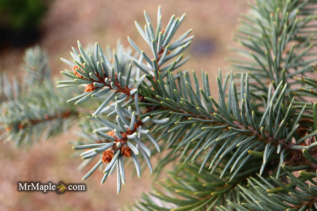 Picea pungens ‘Dietz Prostrate' Weeping Colorado Blue Spruce