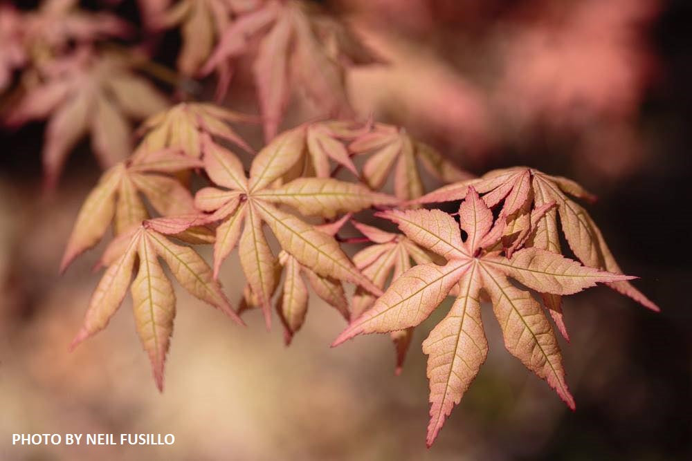 FOR PICK UP ONLY | Acer palmatum 'Amber Ghost' Japanese Maple | DOES NOT SHIP