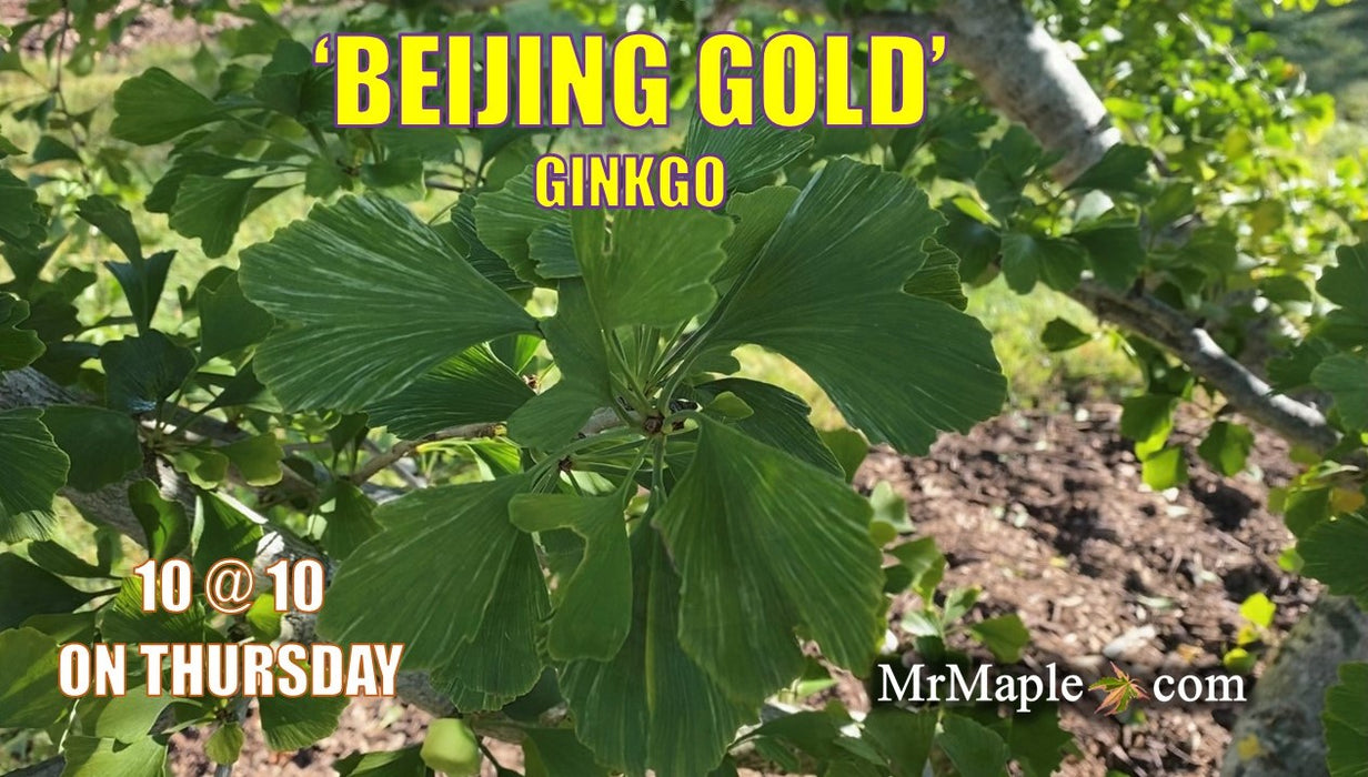 Ginkgo biloba 'Beijing Gold' Variegated Ginkgo Tree