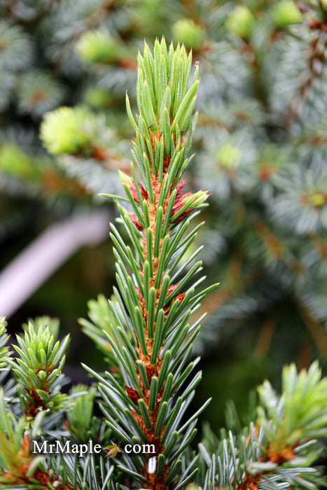 Picea omorika 'Berliner's Weeper WB' Purple Cone Dwarf Serbian Spruce