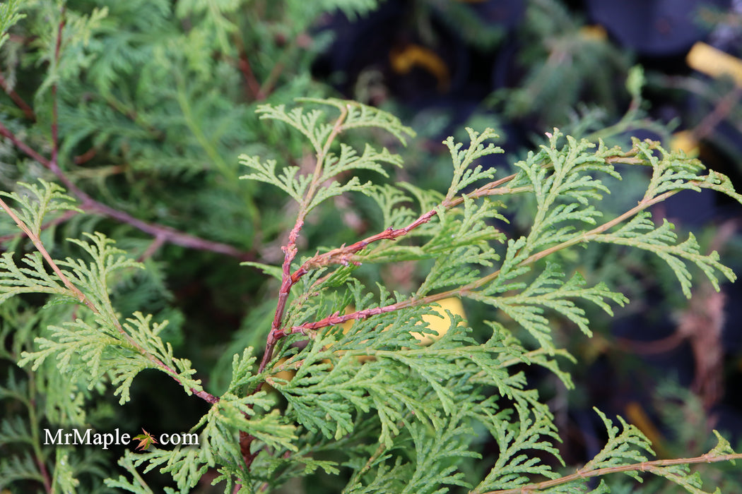 Chamaecyparis obtusa 'Southern Lace’ Hinoki Cypress