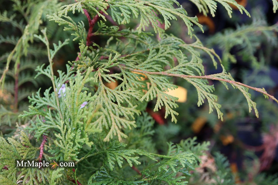 Chamaecyparis obtusa 'Southern Lace’ Hinoki Cypress