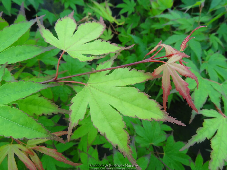 Acer palmatum 'Chuguji' Japanese Maple
