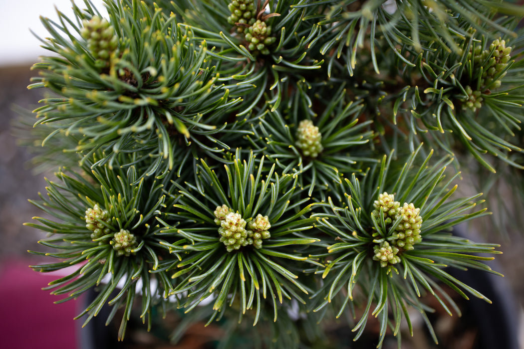 Pinus parviflora 'Catherine Elizabeth' Japanese White Pine Tree