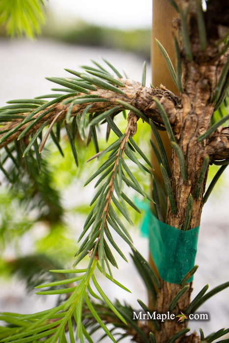 Picea abies 'Dandylion' Golden Weeping Norway Spruce