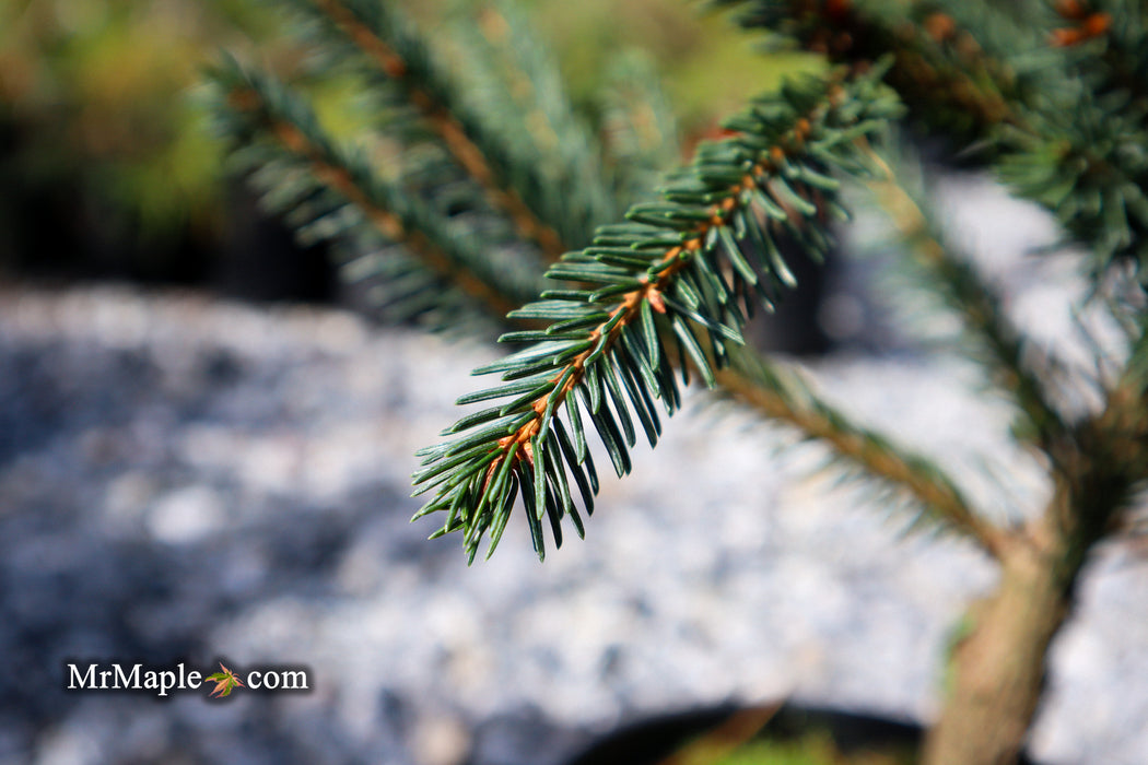 Picea abies 'Farnsburg' Weeping Norway Spruce