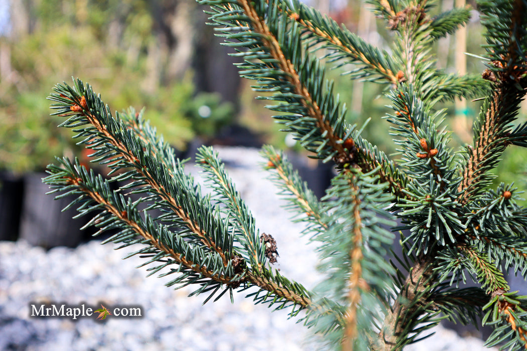 Picea abies 'Farnsburg' Weeping Norway Spruce