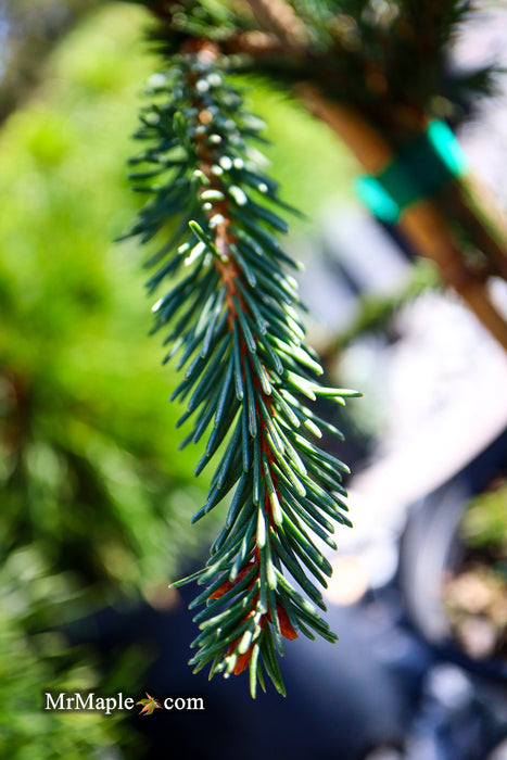 Picea abies 'Frohburg' Weeping Norway Spruce