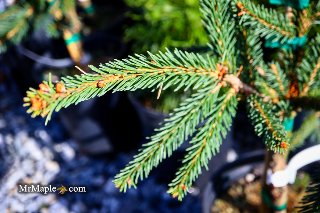 Picea abies 'Frohburg' Weeping Norway Spruce