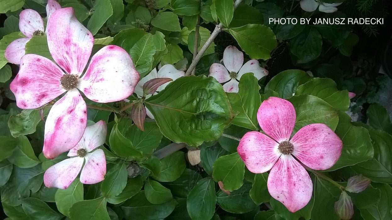 Cornus kousa 'Heart Throb' Pink Flowering Chinese Dogwood