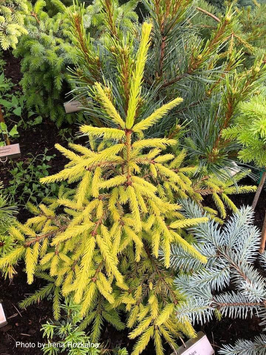 Picea abies 'Lemon Drop' Norway Spruce