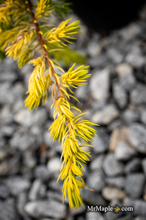 Juniperus rigida conferta 'Golden Pacific' ™ Shore Juniper