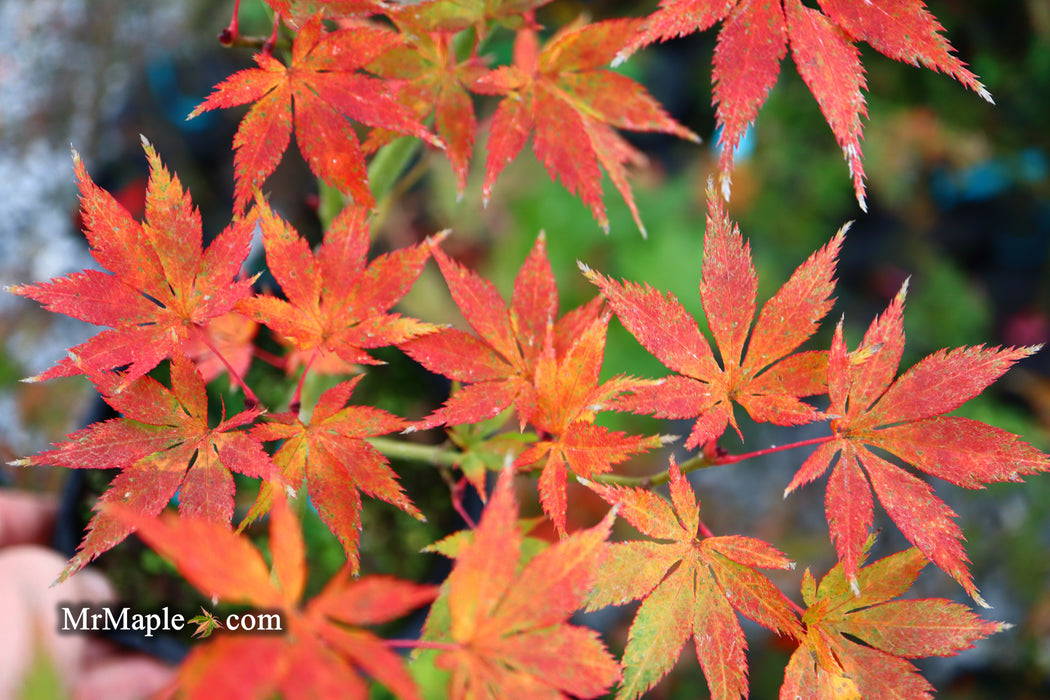 Acer palmatum 'Grandma Ghost' Japanese Maple