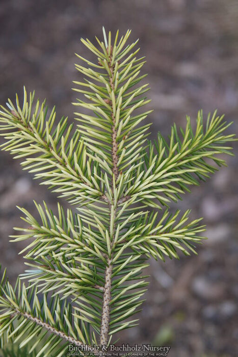 Picea sitchensis 'Haida' Dwarf Sitka Spruce