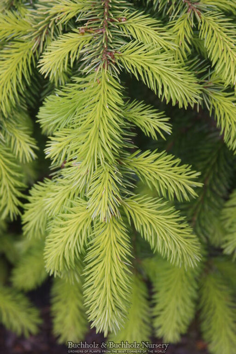 Picea sitchensis 'Haida' Dwarf Sitka Spruce