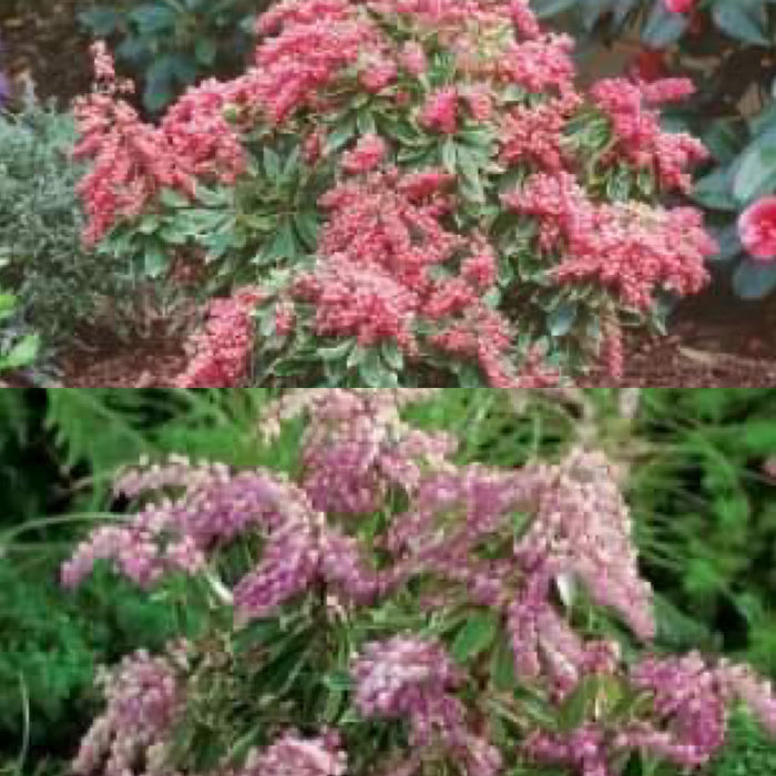 Pieris japonica 'Passion Party' Combo Flowering Japanese andromeda