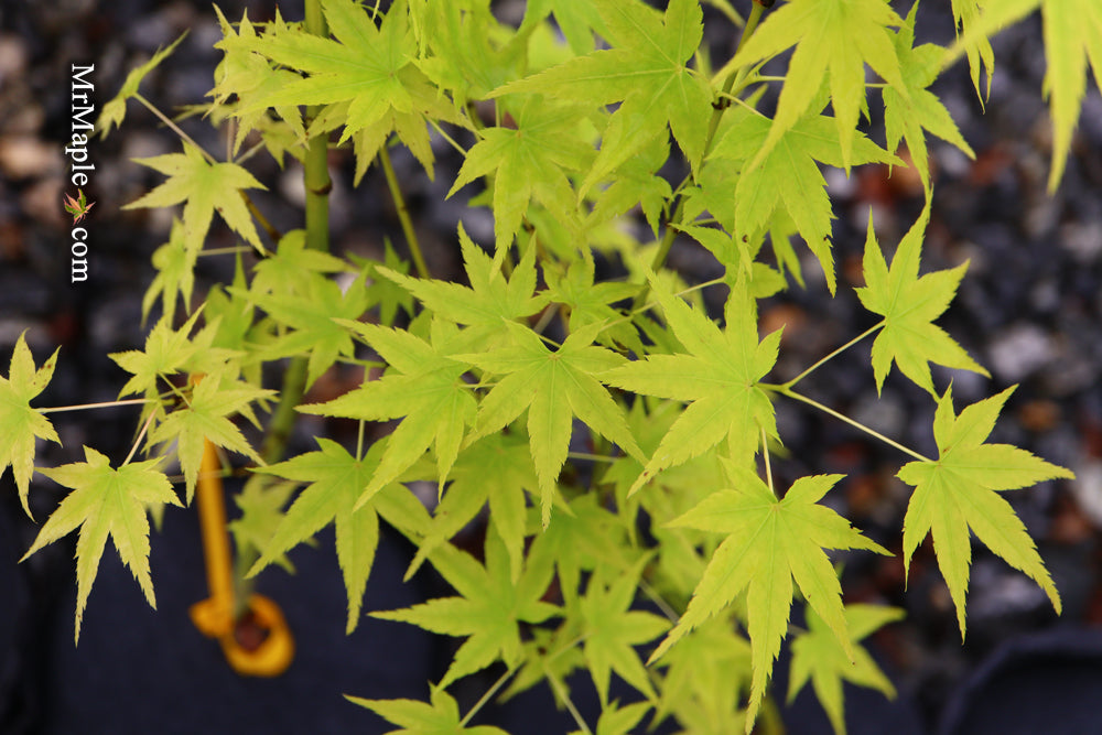 Acer palmatum 'Shidava Gold' Green Bark Japanese Maple