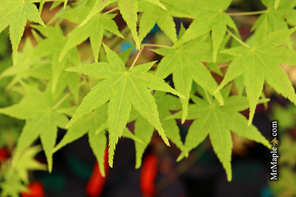 Acer palmatum 'Aoyagi' Green Bark Japanese Maple
