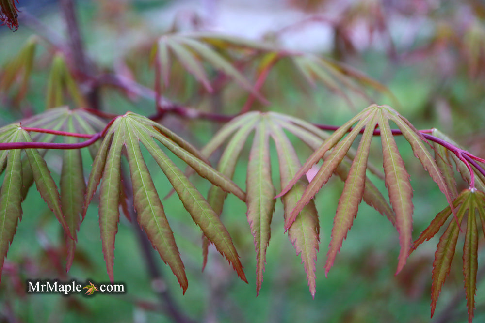 Acer shirasawanum 'Purple Umbrella' Japanese Maple