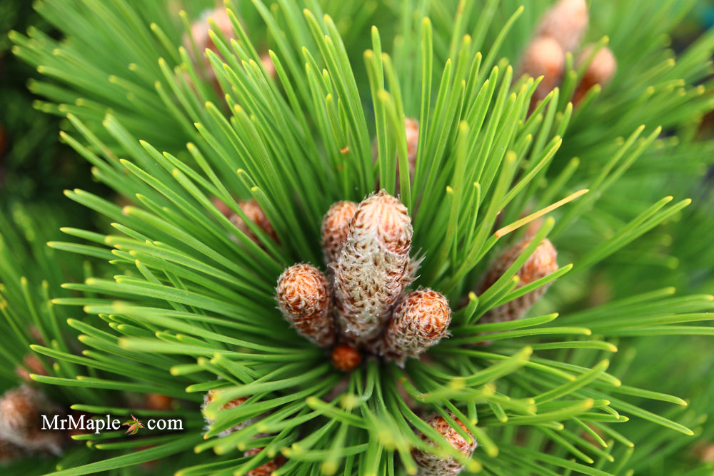 Pinus heldreichii 'Pirin No. 1' Dwarf Bosnian Pine