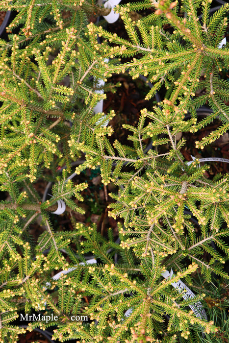 Picea orientalis 'Aurea Compacta' Oriental Spruce