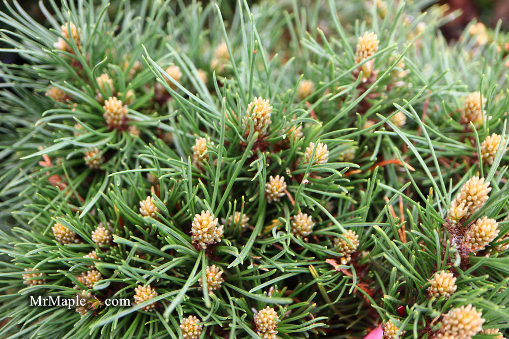 Pinus uncinata 'Krauskopf’ Dwarf Swiss Mountain Pine Tree
