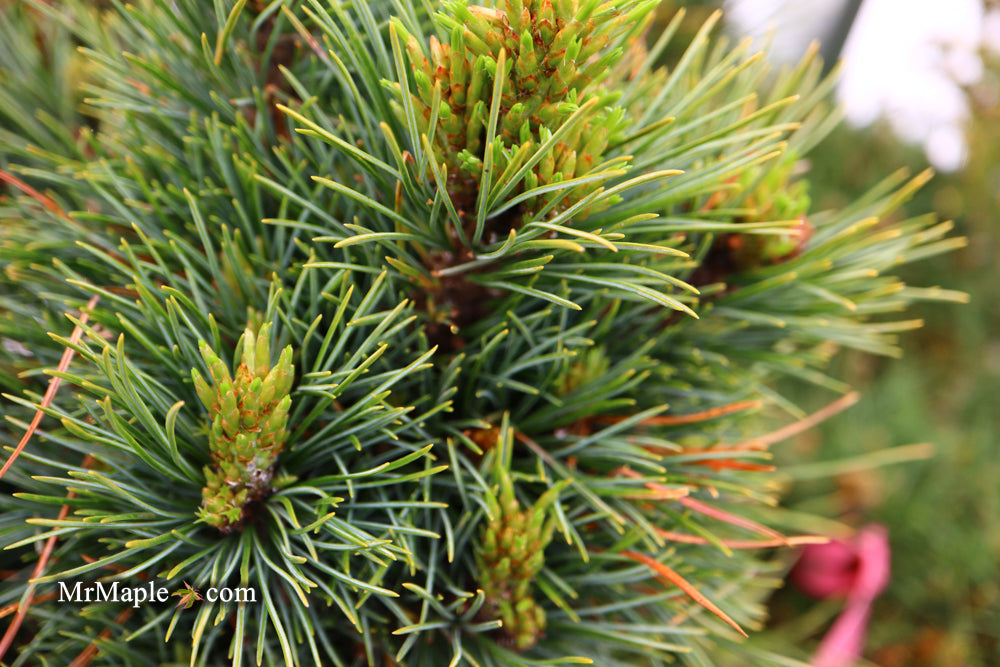Pinus cembra 'Schwarzee' Blue Swiss Stone Pine