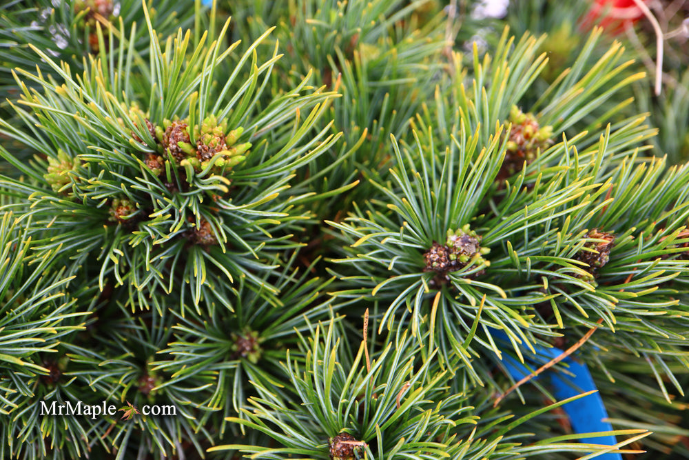 Pinus cembra 'Schwarzee' Blue Swiss Stone Pine