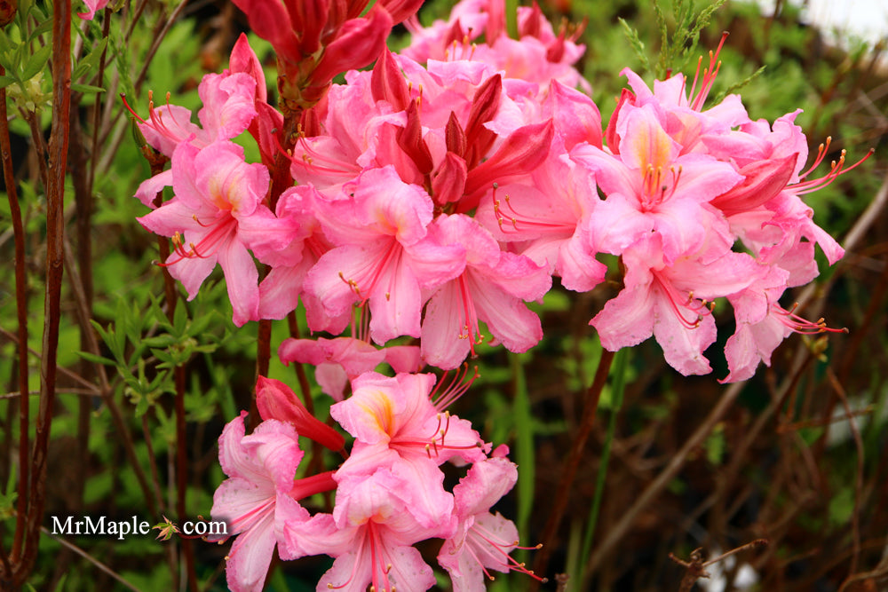 Azalea 'Candy Lights’ Pink Flowers Deciduous Azalea