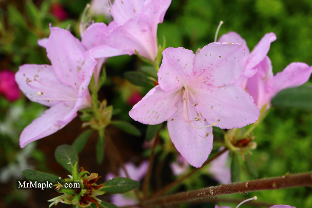 Azalea 'Gulf Pride’ Light Purple Flowering Sawada Azalea