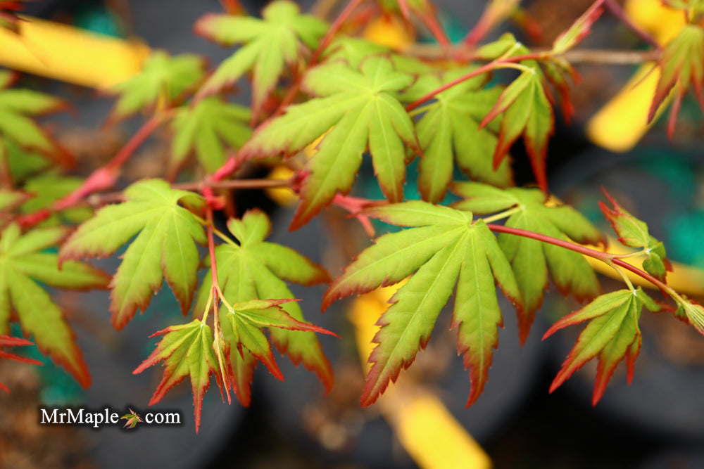 Acer palmatum 'Looking Glass Falls' Japanese Maple