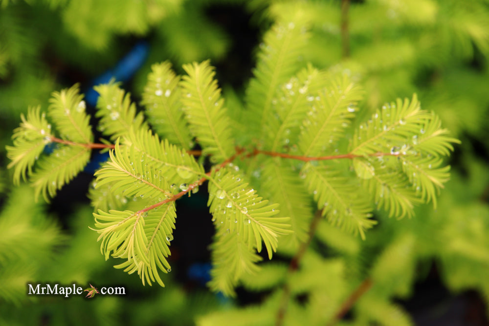 Metasequoia glyptostroboides 'Amber Glow™' Golden Redwood