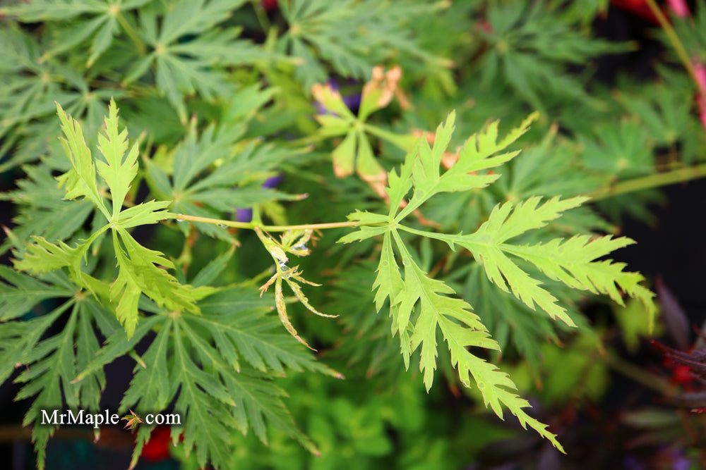 Acer palmatum 'Pendula Angustilobum' Rare Japanese Maple