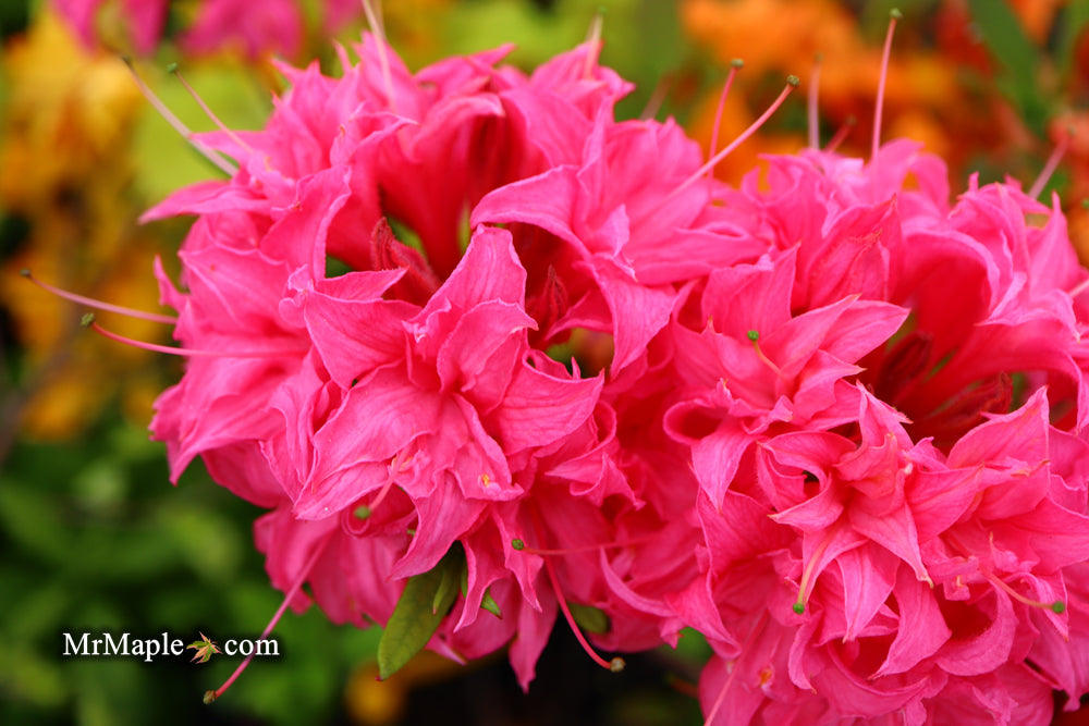 Azalea 'Homebush’ Bright Pink Flowers Deciduous Azalea