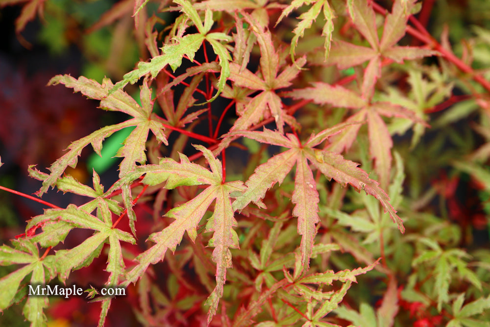 Acer palmatum 'Beni fushigi' Japanese Maple