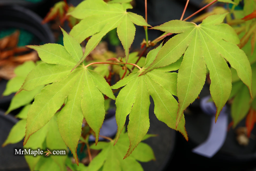 Acer palmatum 'Windover' Japanese Maple
