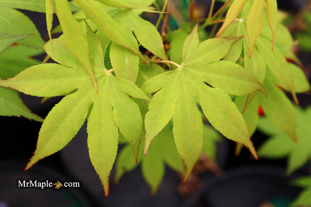 Acer palmatum 'Windover' Japanese Maple