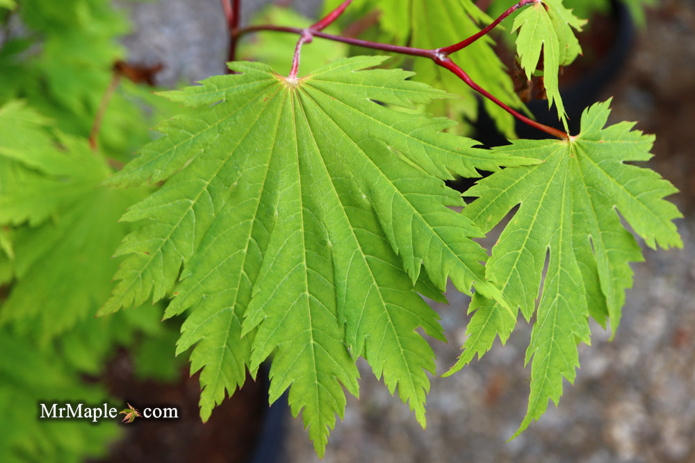 Acer japonicum 'O isami' Japanese Maple
